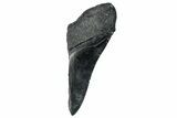 Partial Fossil Megalodon Tooth - South Carolina #250060-1